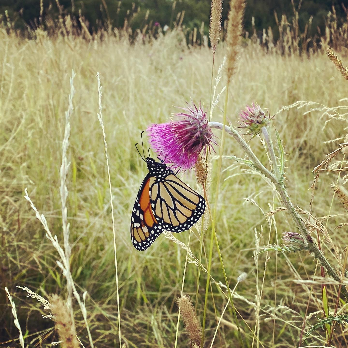 You are currently viewing Biodiversity for the win!