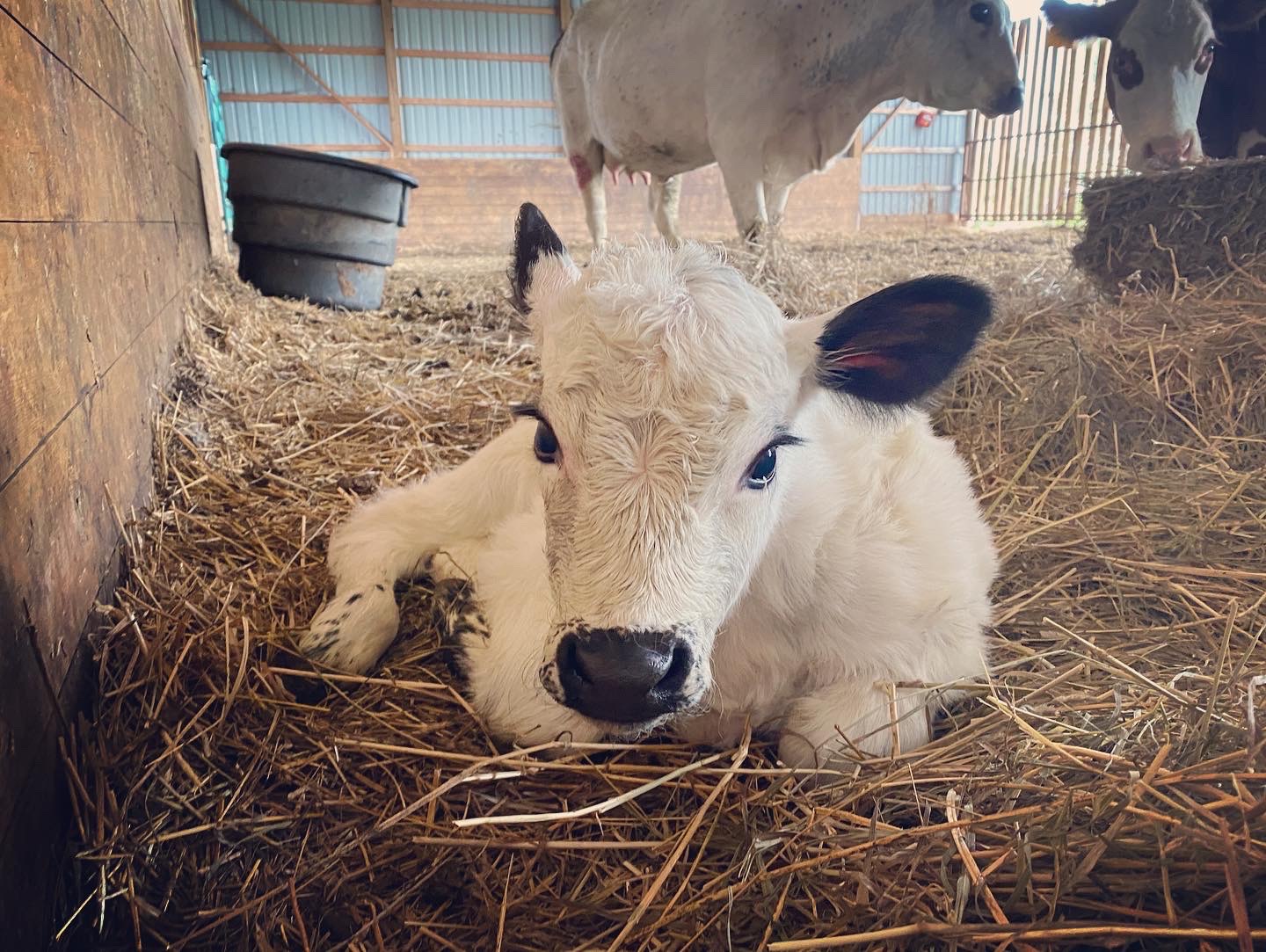 You are currently viewing Another calf born on our farm