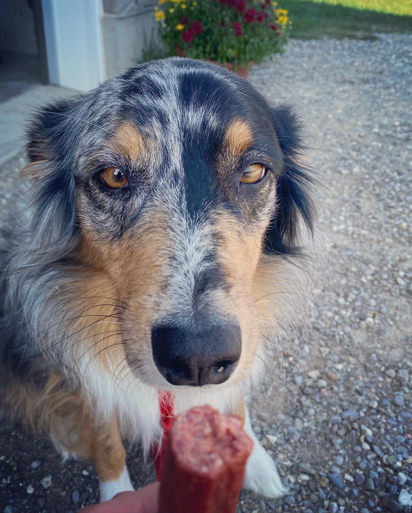 You are currently viewing Will Work For Pepperettes