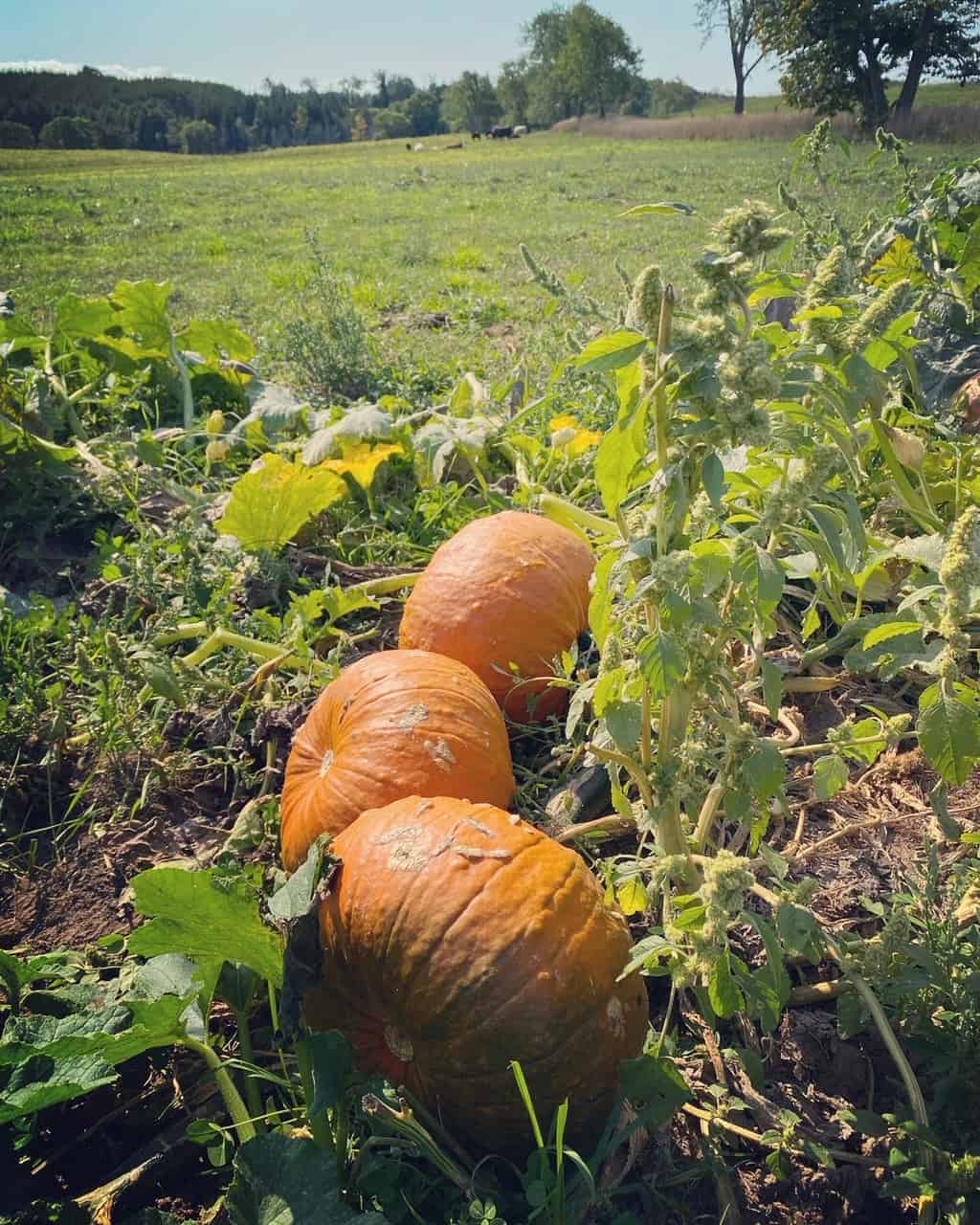 You are currently viewing Poop Pumpkins