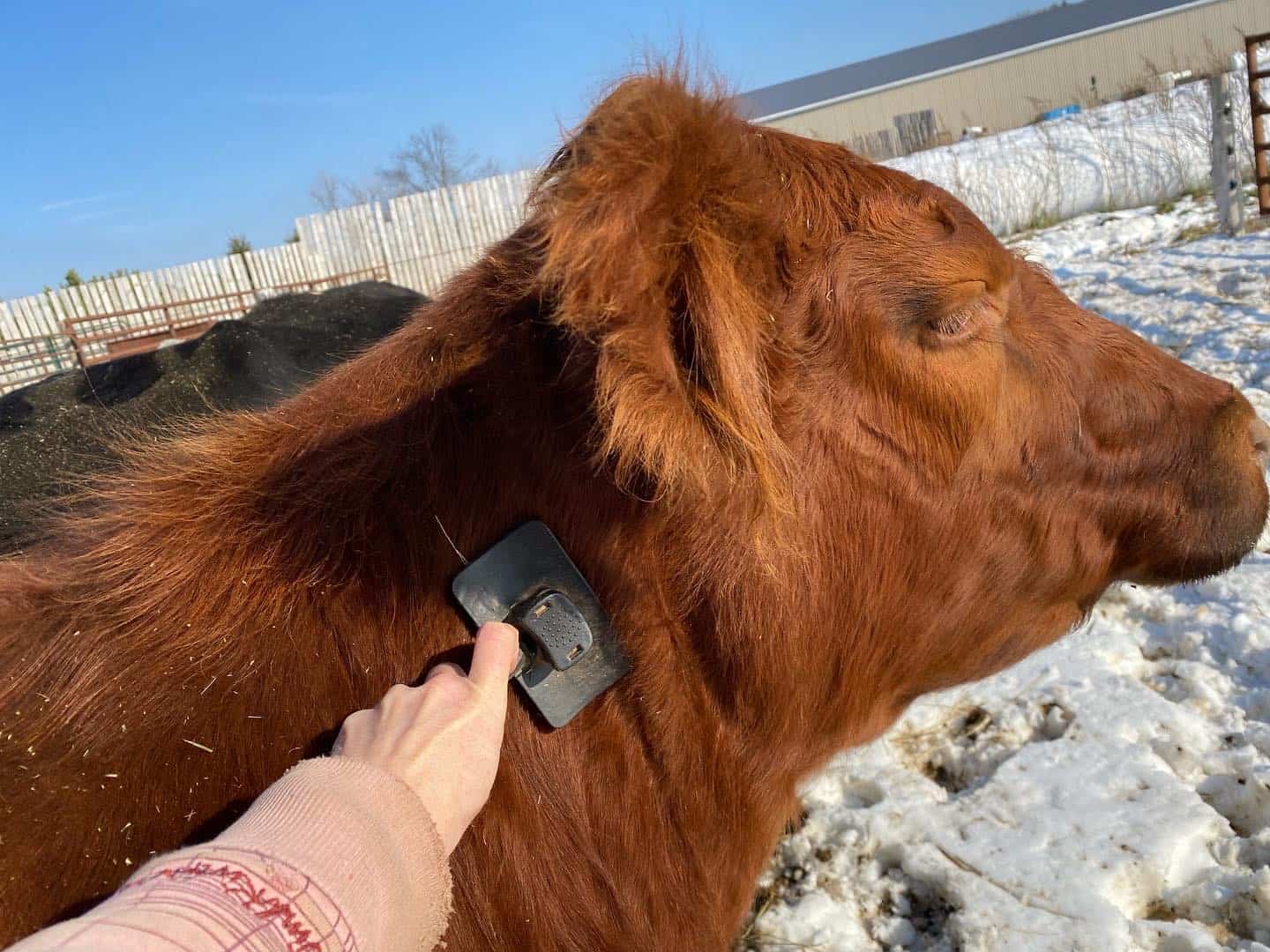 You are currently viewing Our cows LOVE to be brushed!