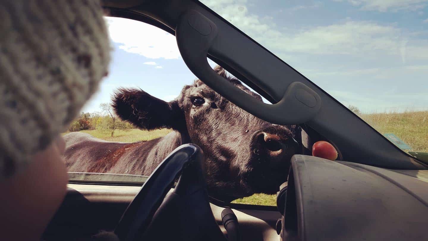 You are currently viewing An Apple a Day…Would Make Rhonda a Very Happy Cow!