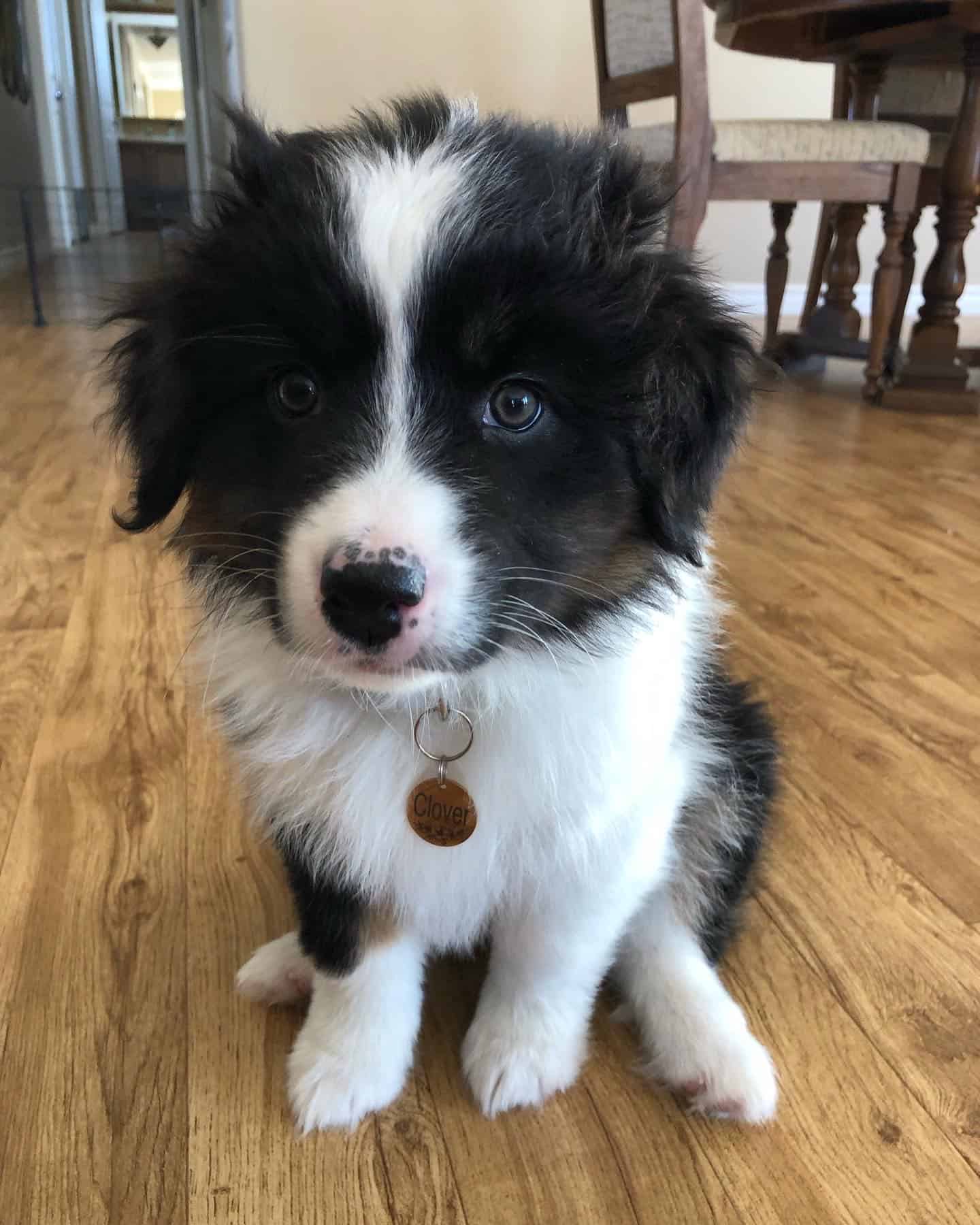 You are currently viewing New Addition To The Family – Clover!!